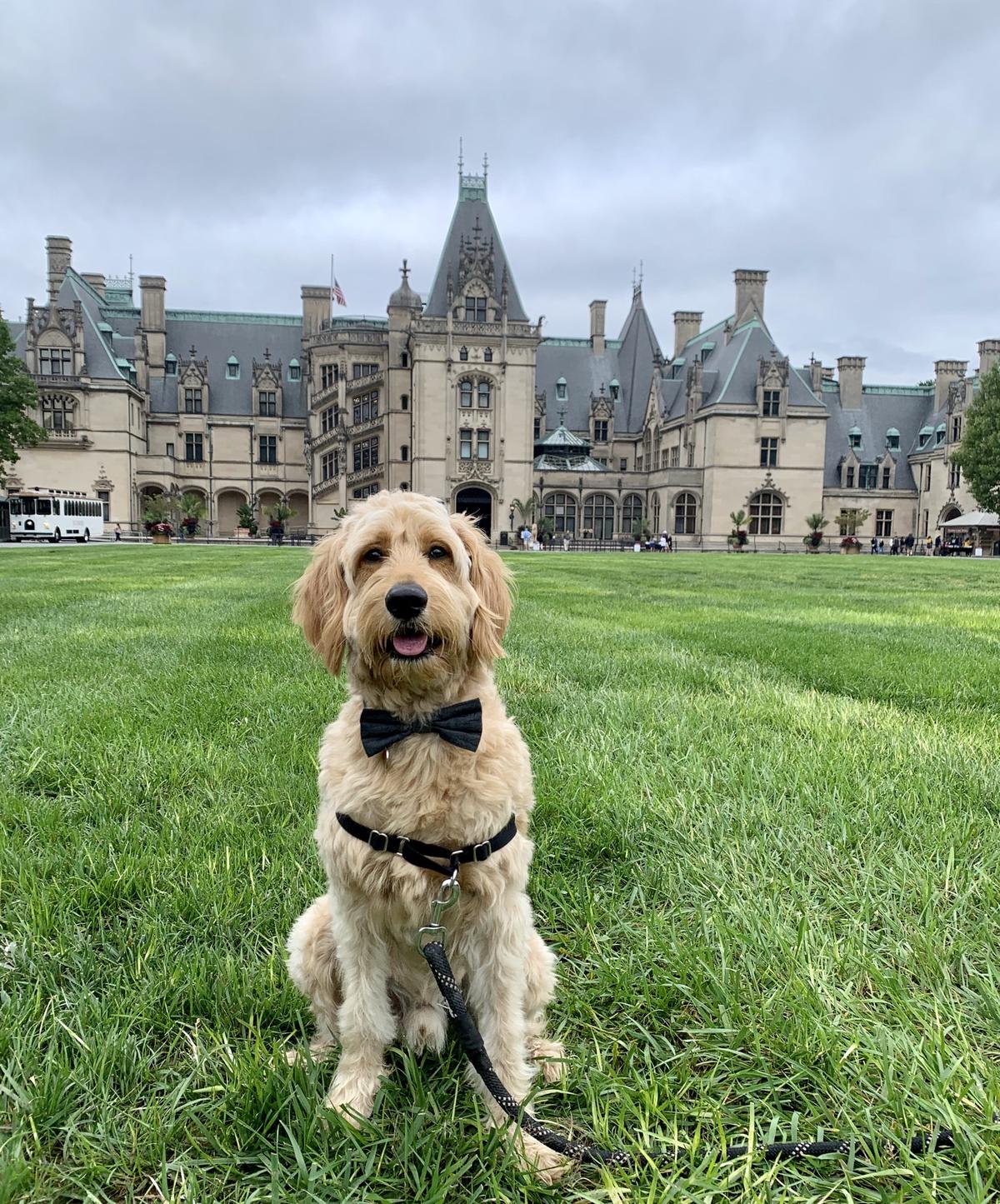 biltmore dog kennels