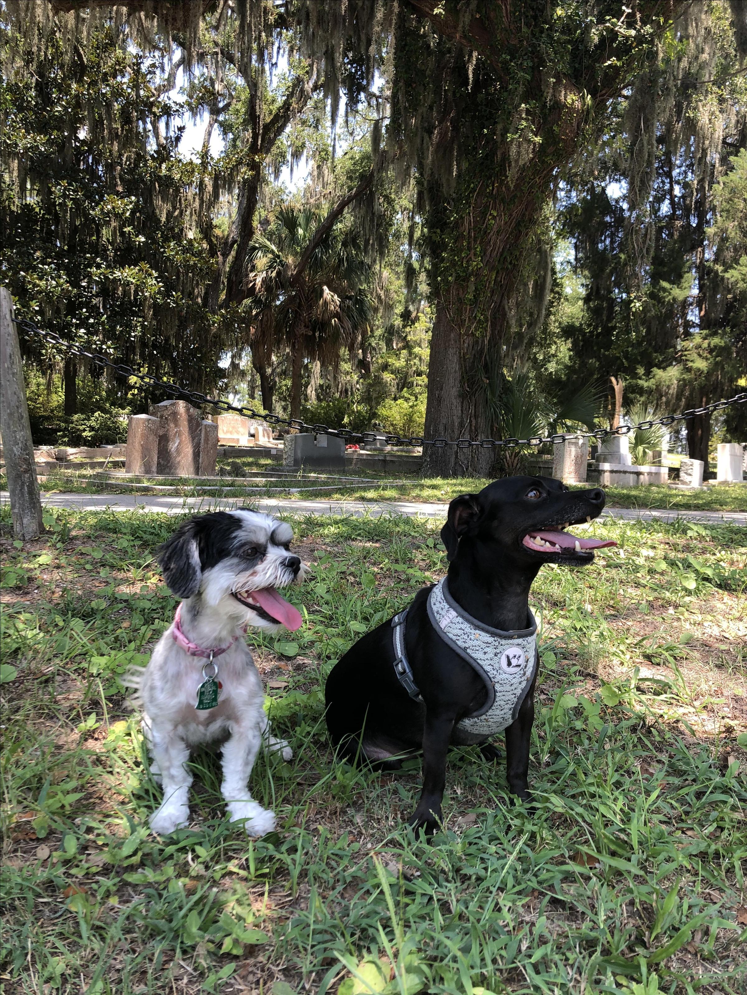 are dogs allowed in bonaventure cemetery