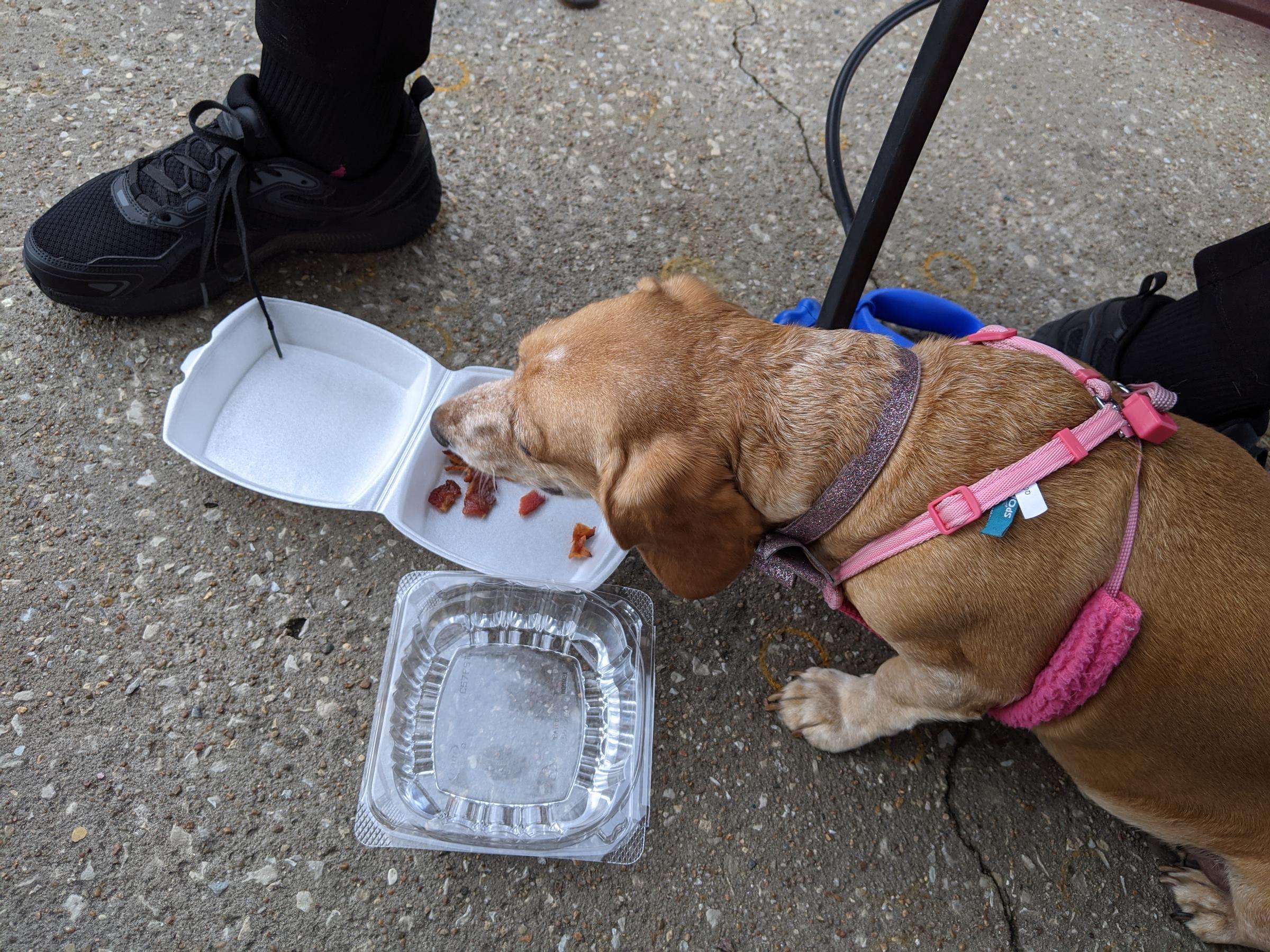 Yum, yum bacon treat ⋆ BringFido