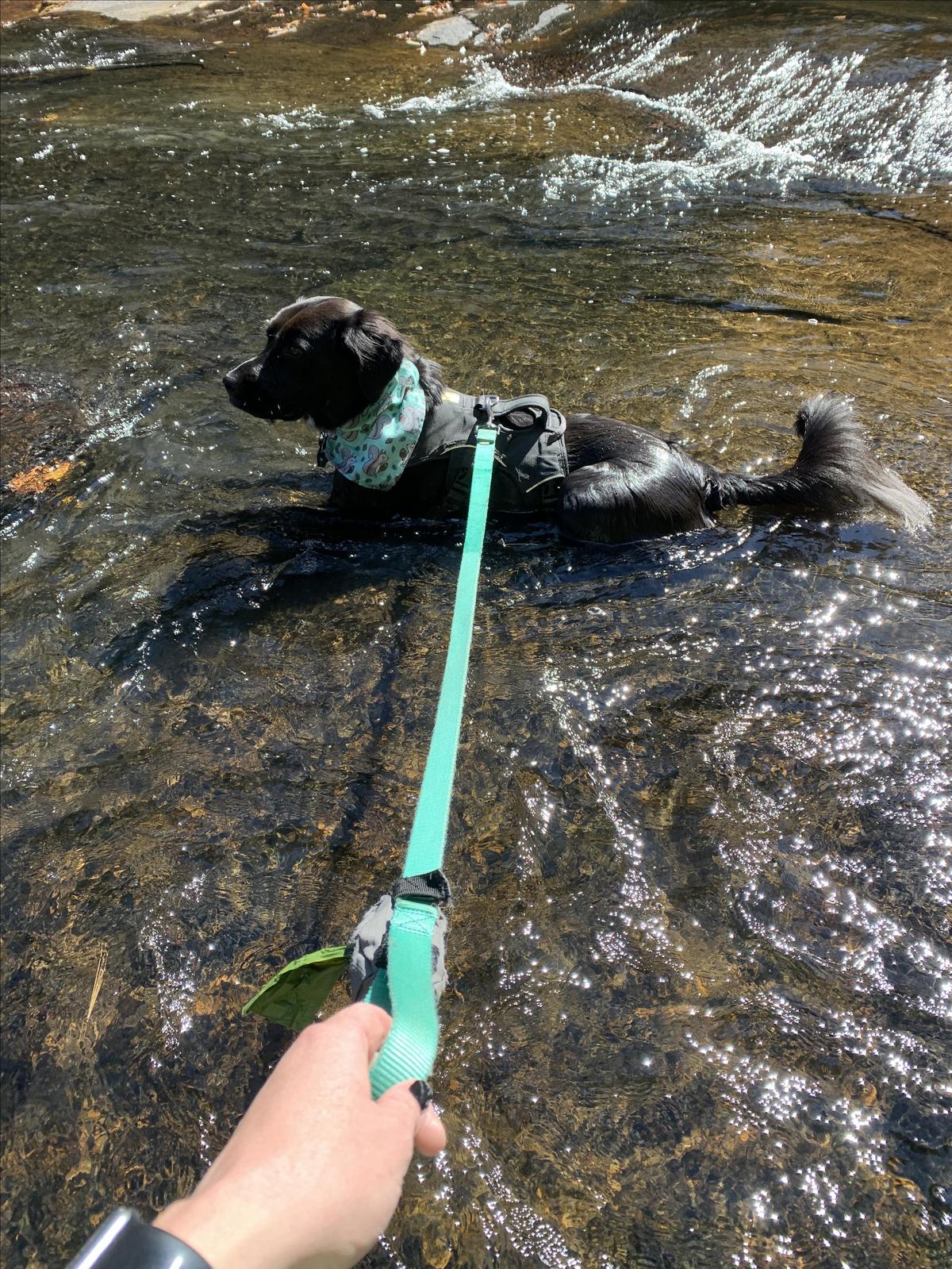 are dogs allowed at swallow falls