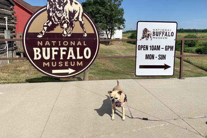 Pet Friendly National Buffalo Museum