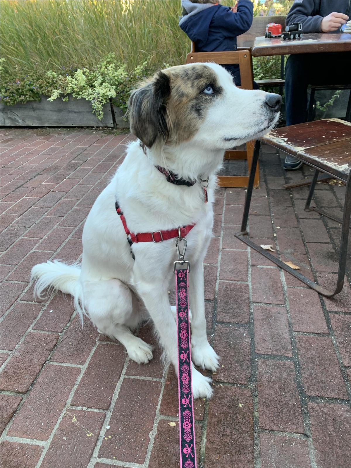 Flatbread Company restaurant view 2