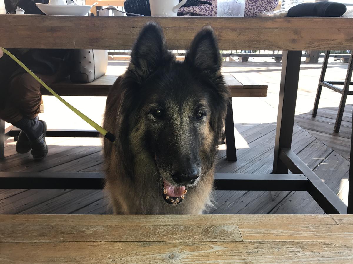 Old Mulehouse restaurant view 2