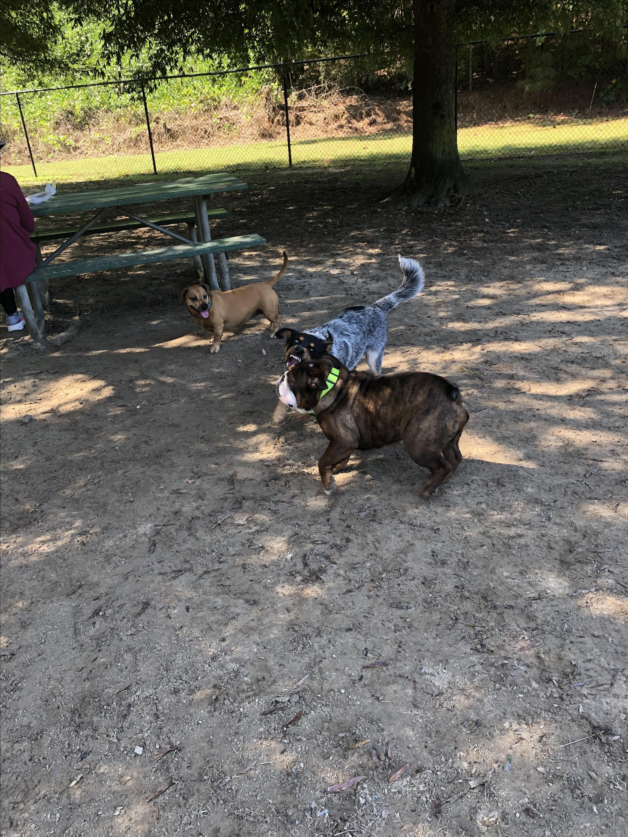 Pitner Road Dog Park
