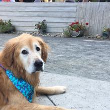 Dogfish Head Brewings & Eats restaurant view 10