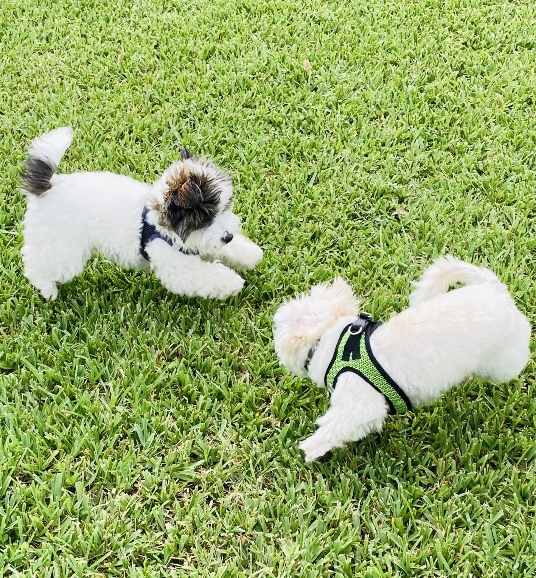 Vero Beach Dog Park ⋆ BringFido