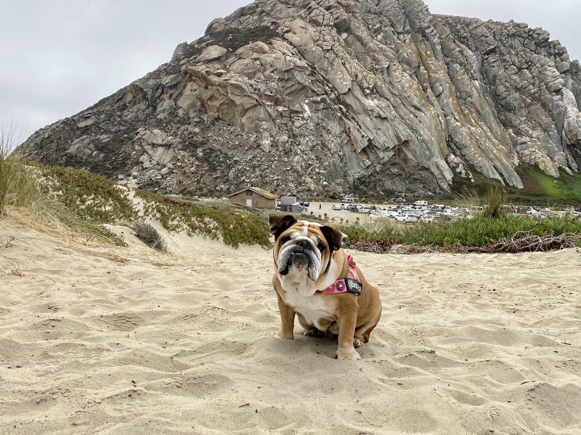 are dogs allowed at morro rock beach