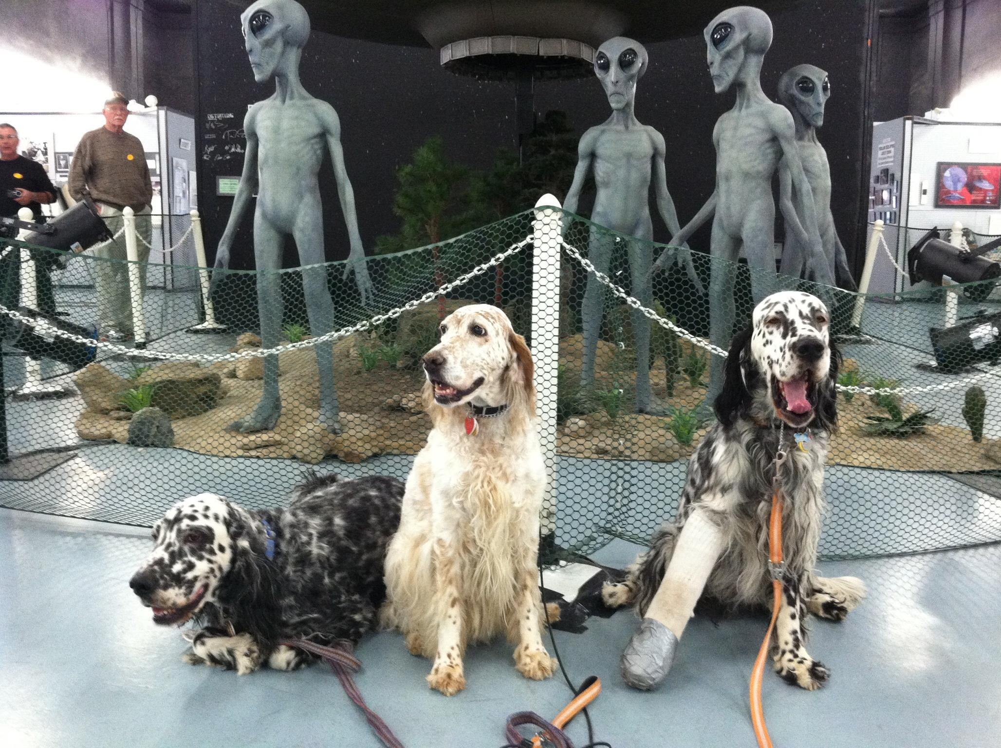 Pet Friendly International UFO Museum & Research Center