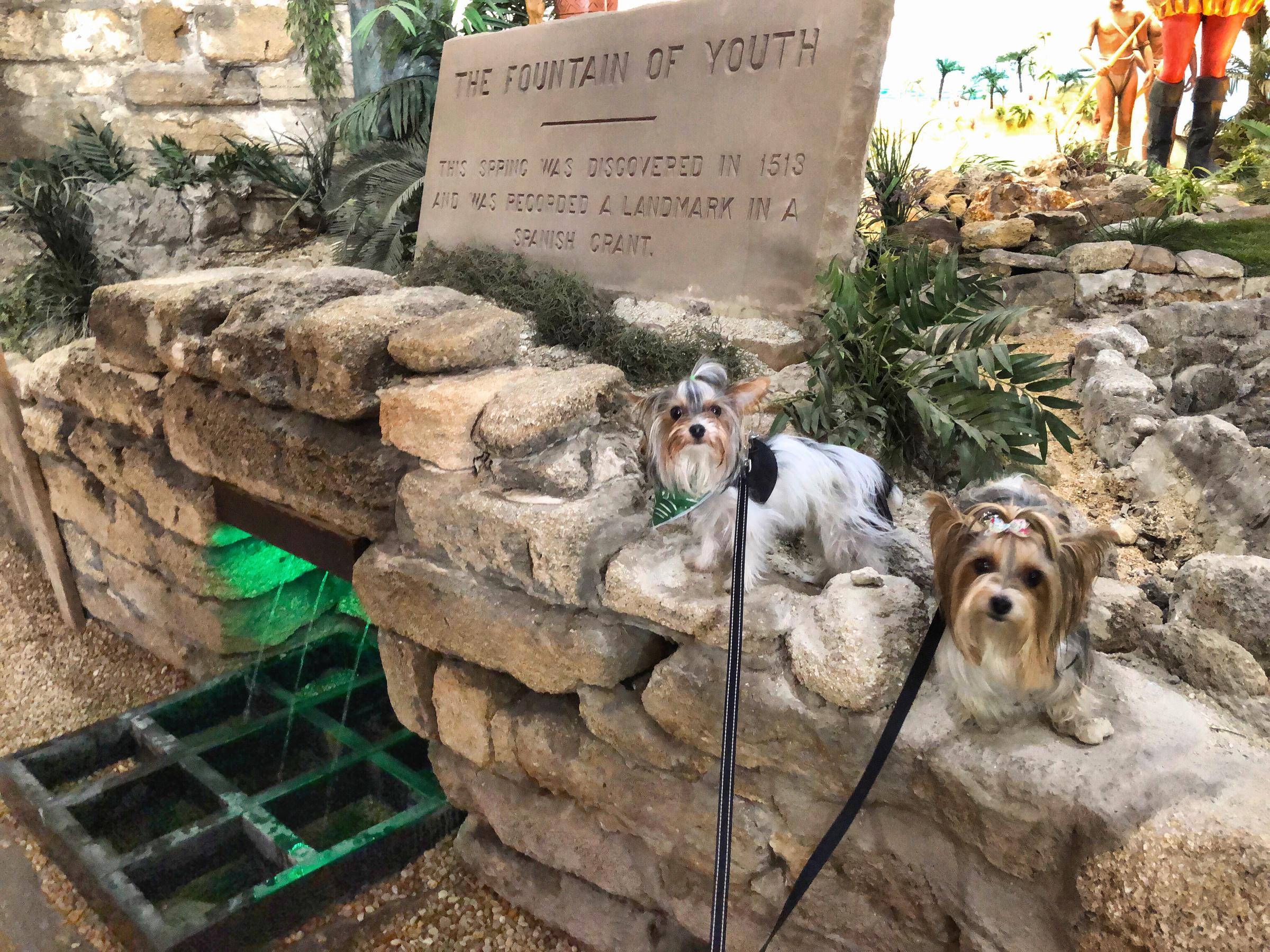 Pet Friendly Fountain of Youth Archaeological Park