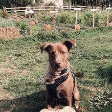 Kerber's Farm restaurant view 2