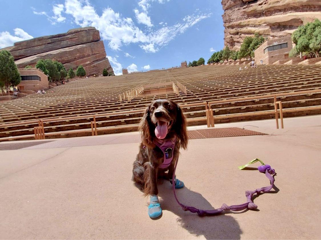 are dogs allowed at red rocks amphitheater