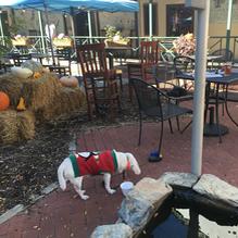 Mudhook Brewing Company restaurant view 1