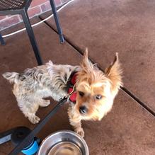 Rib & Chop House restaurant view 4