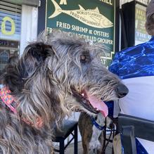 Apalachicola Seafood Grill restaurant view 3