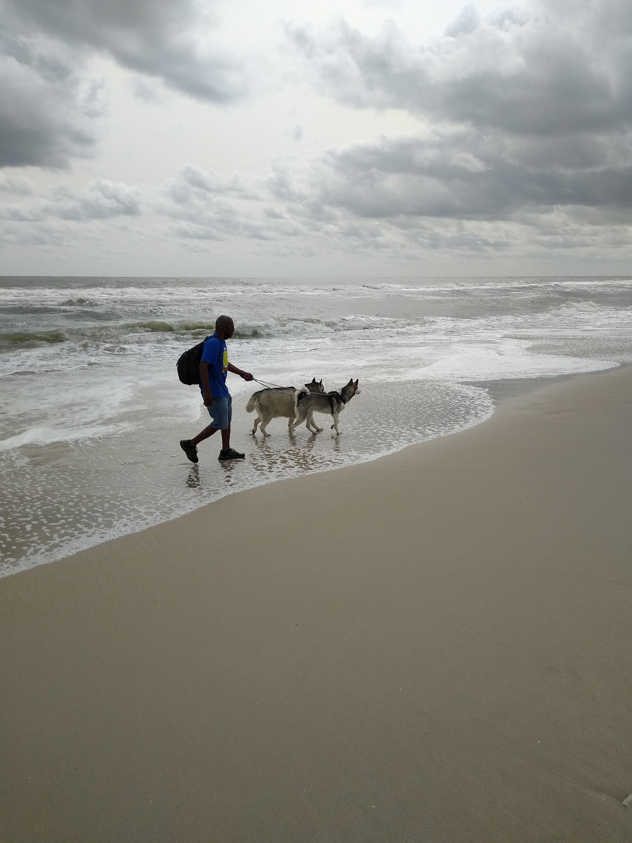 are dogs allowed at assateague island national seashore