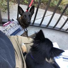 Cork & Pig Tavern restaurant view 4