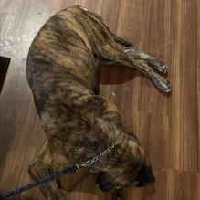 Bad Tom Smith Brewing restaurant view 2