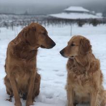 Chaumette Winery restaurant view 2