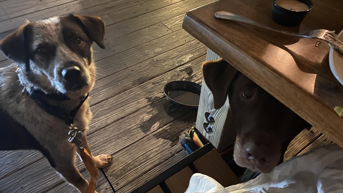 Miller's Waterfront Restaurant restaurant view 4