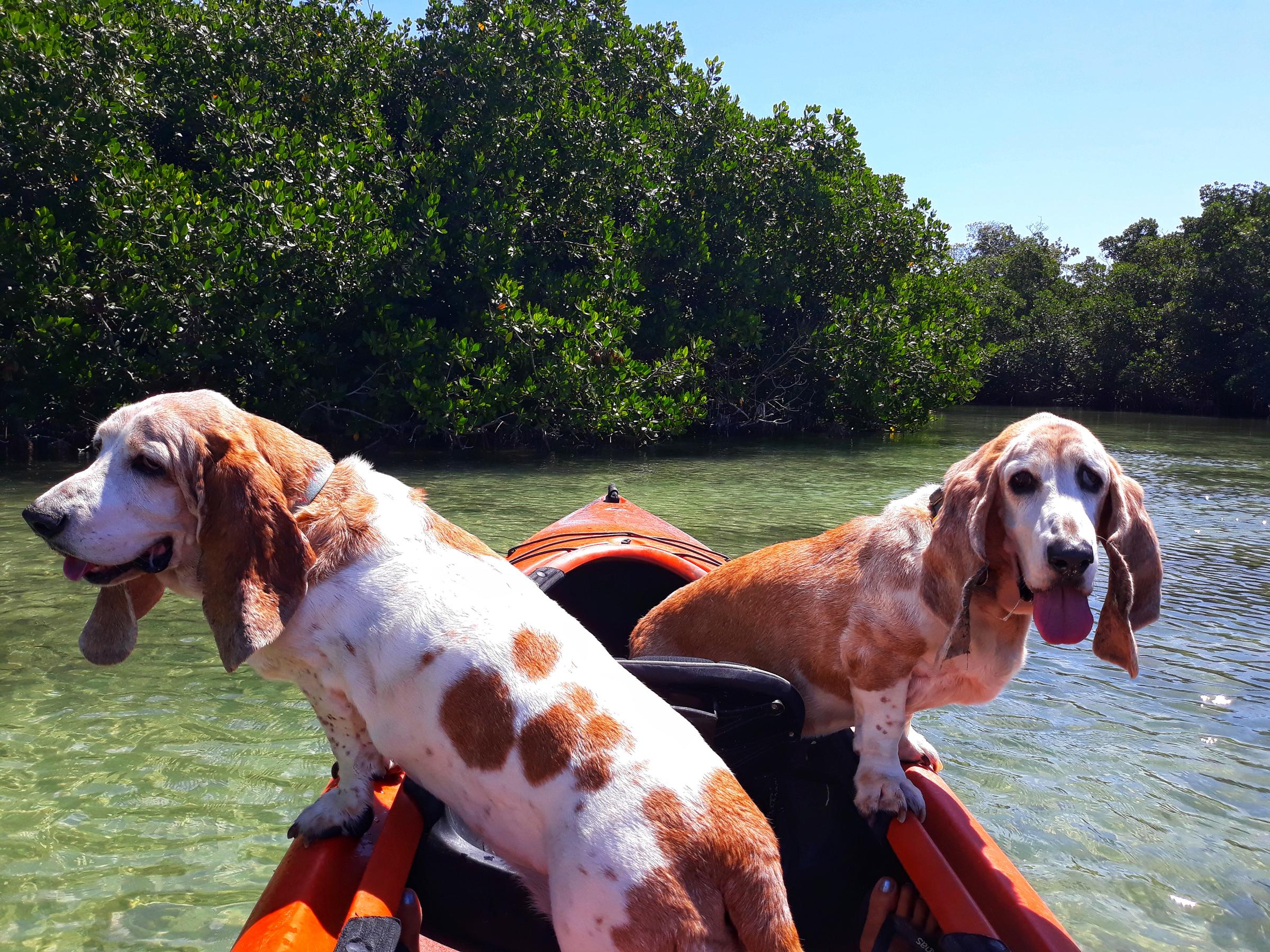 Dog Friendly Tours in Key West, FL - BringFido
