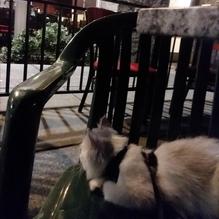 Crepeville restaurant view 1