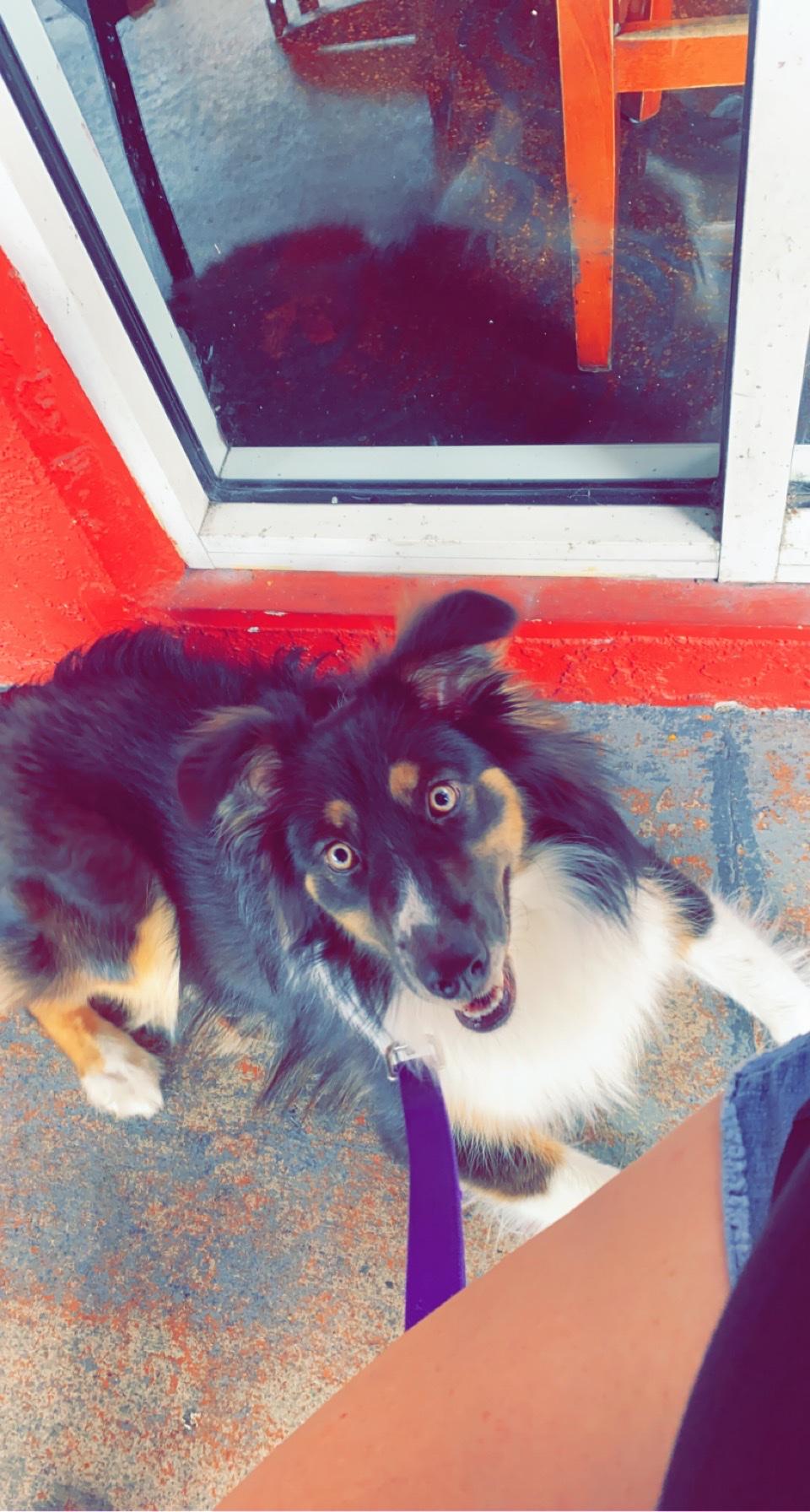 The Dunedin Smokehouse restaurant view 3