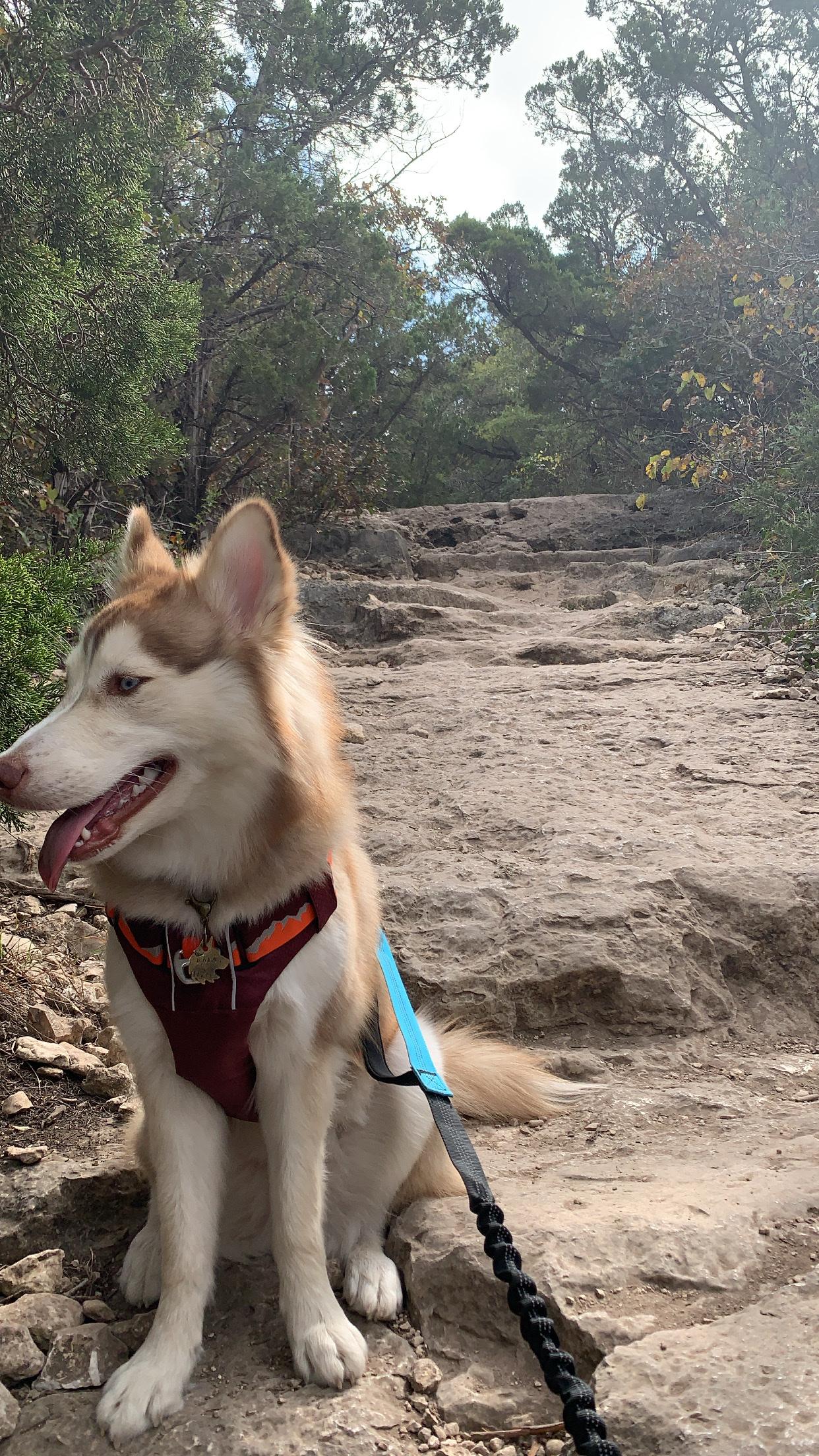 are dogs allowed at eisenhower park san antonio