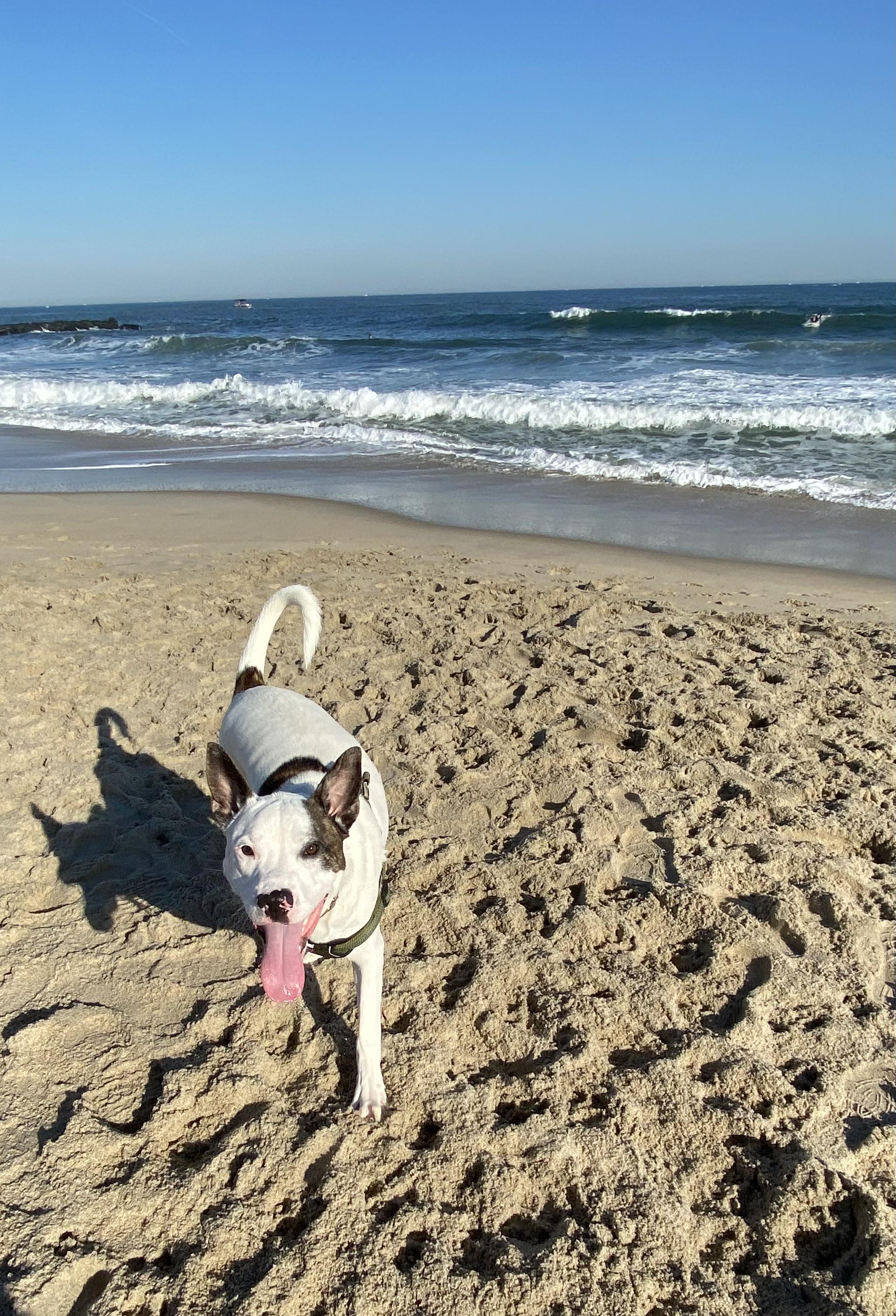 is asbury park beach dog friendly