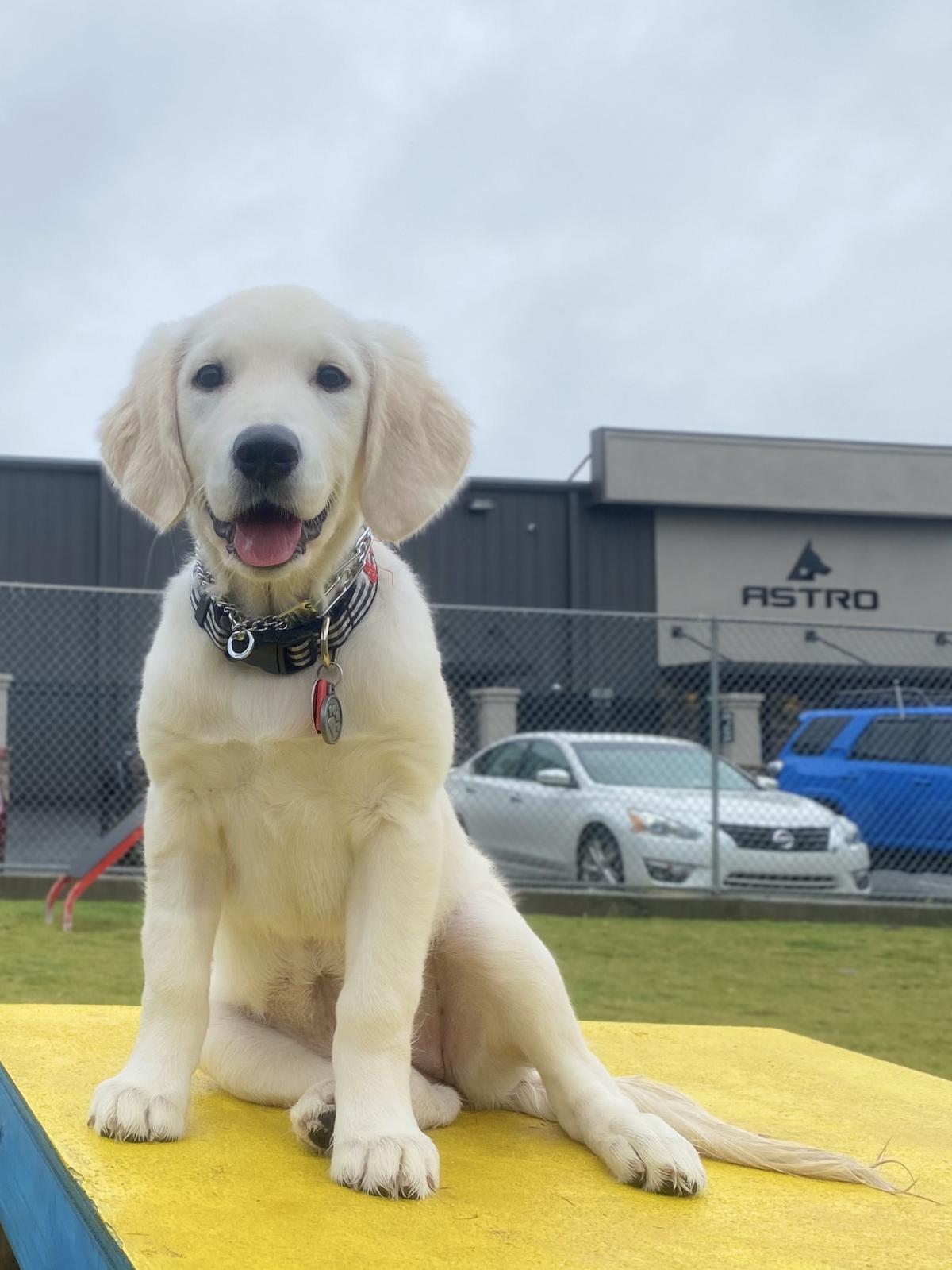 astro kennels training