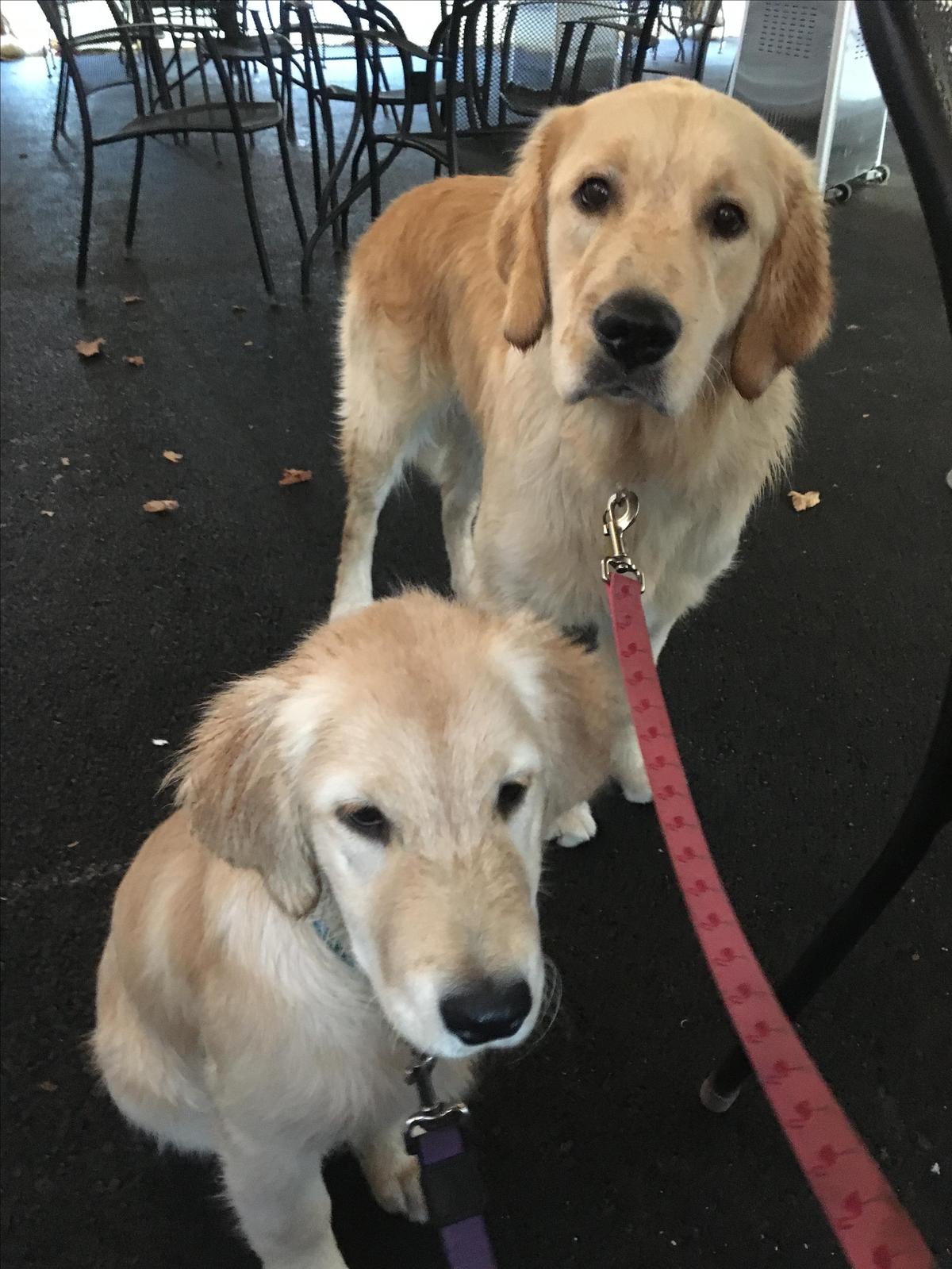 Sorrenti Family Estate restaurant view 4