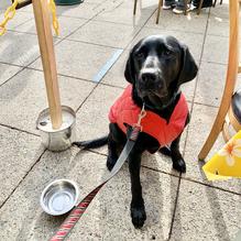 Walnut Ave Cafe restaurant view 5