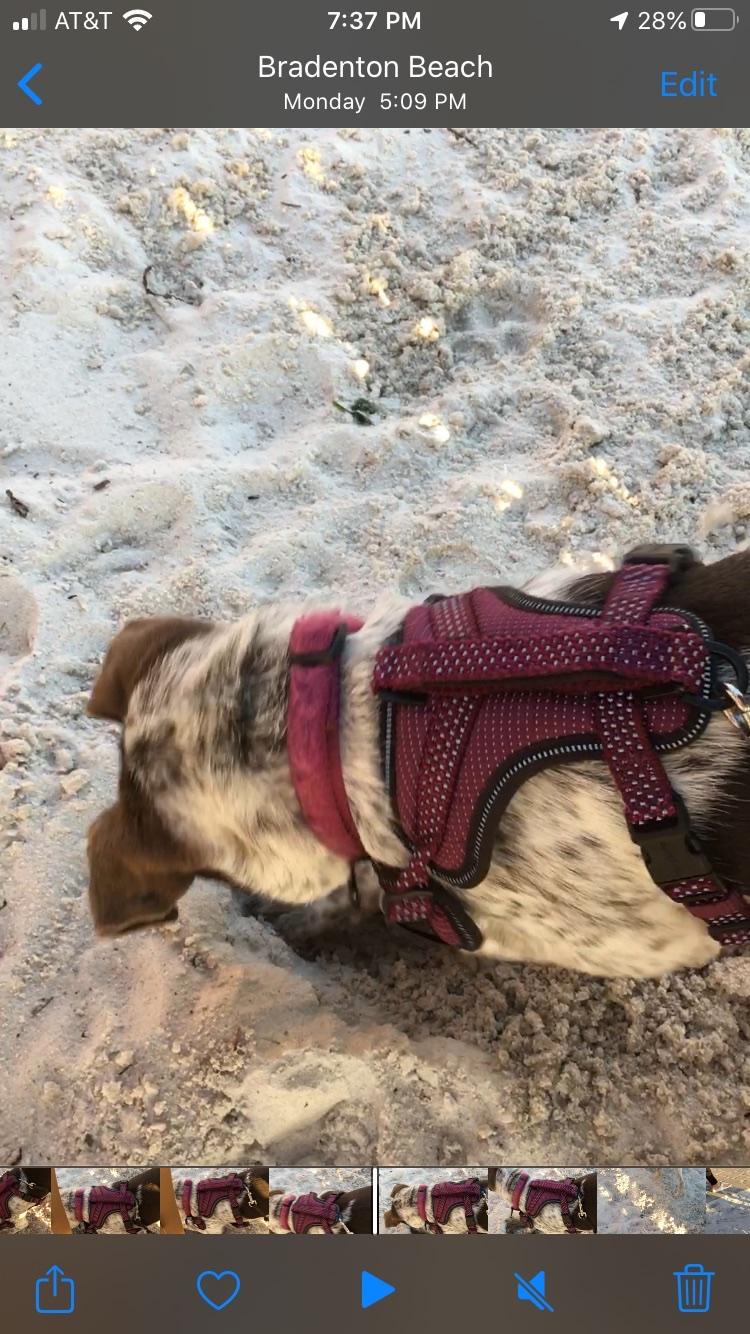 Gulf Drive Cafe restaurant view 8