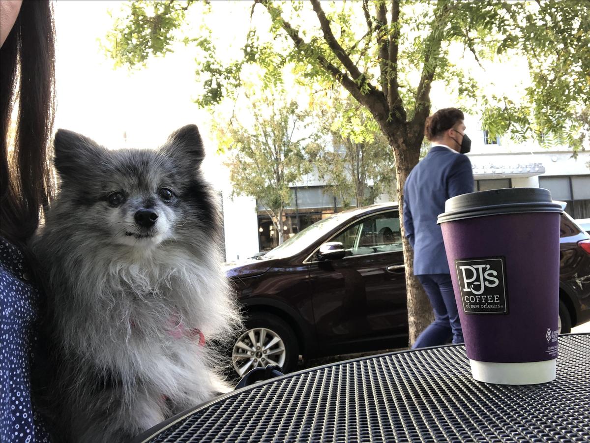 PJ's Coffee of New Orleans restaurant view 1