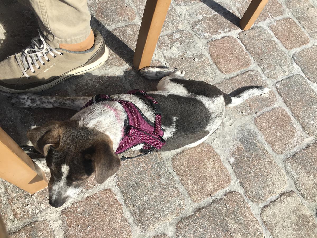 Gulf Drive Cafe restaurant view 7