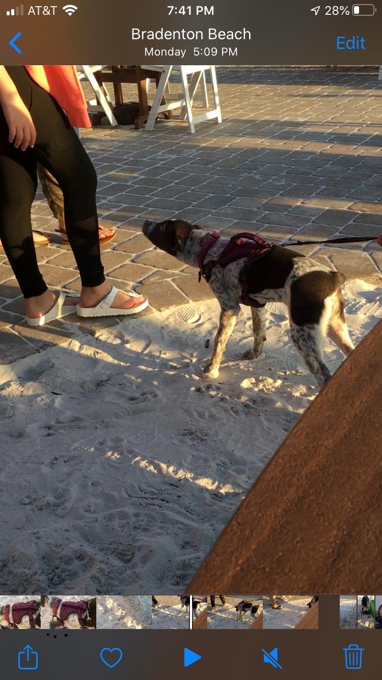 Gulf Drive Cafe restaurant view 6