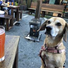 Dogfish Head Brewings & Eats restaurant view 9