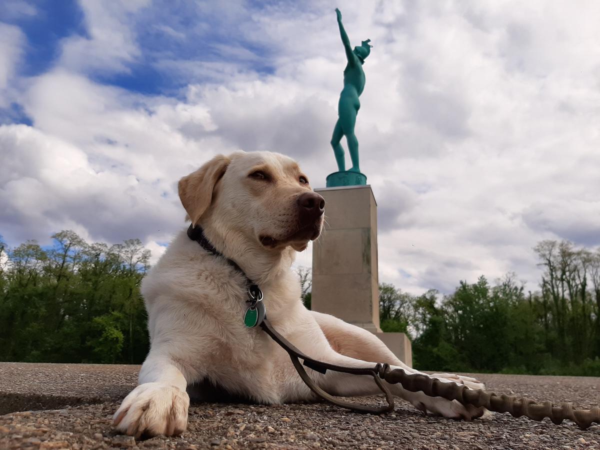 are dogs allowed in labrador park