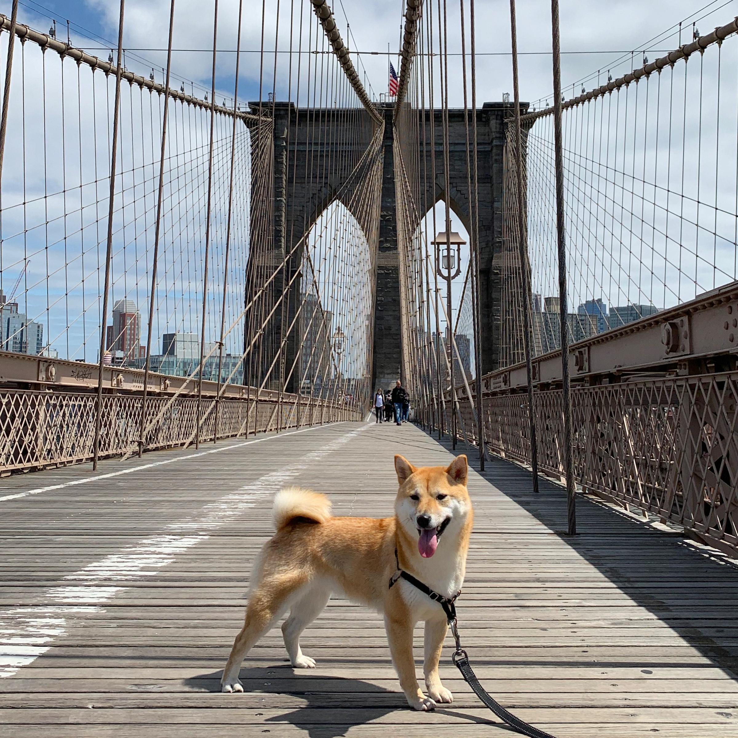 Dog brooklyn 2025