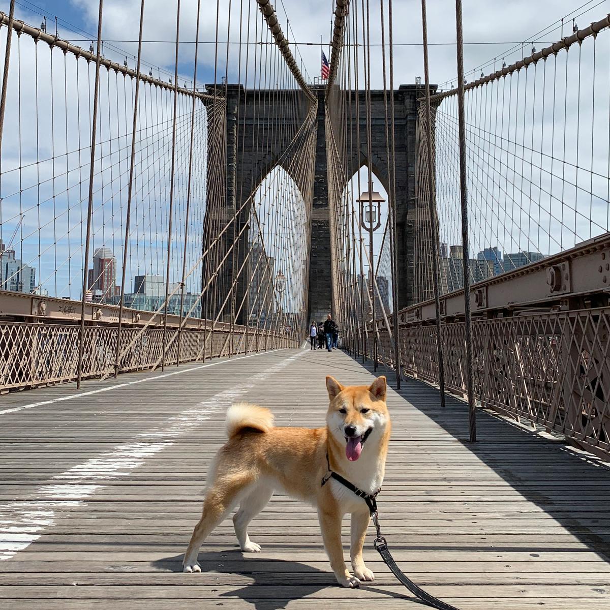Dog brooklyn best sale