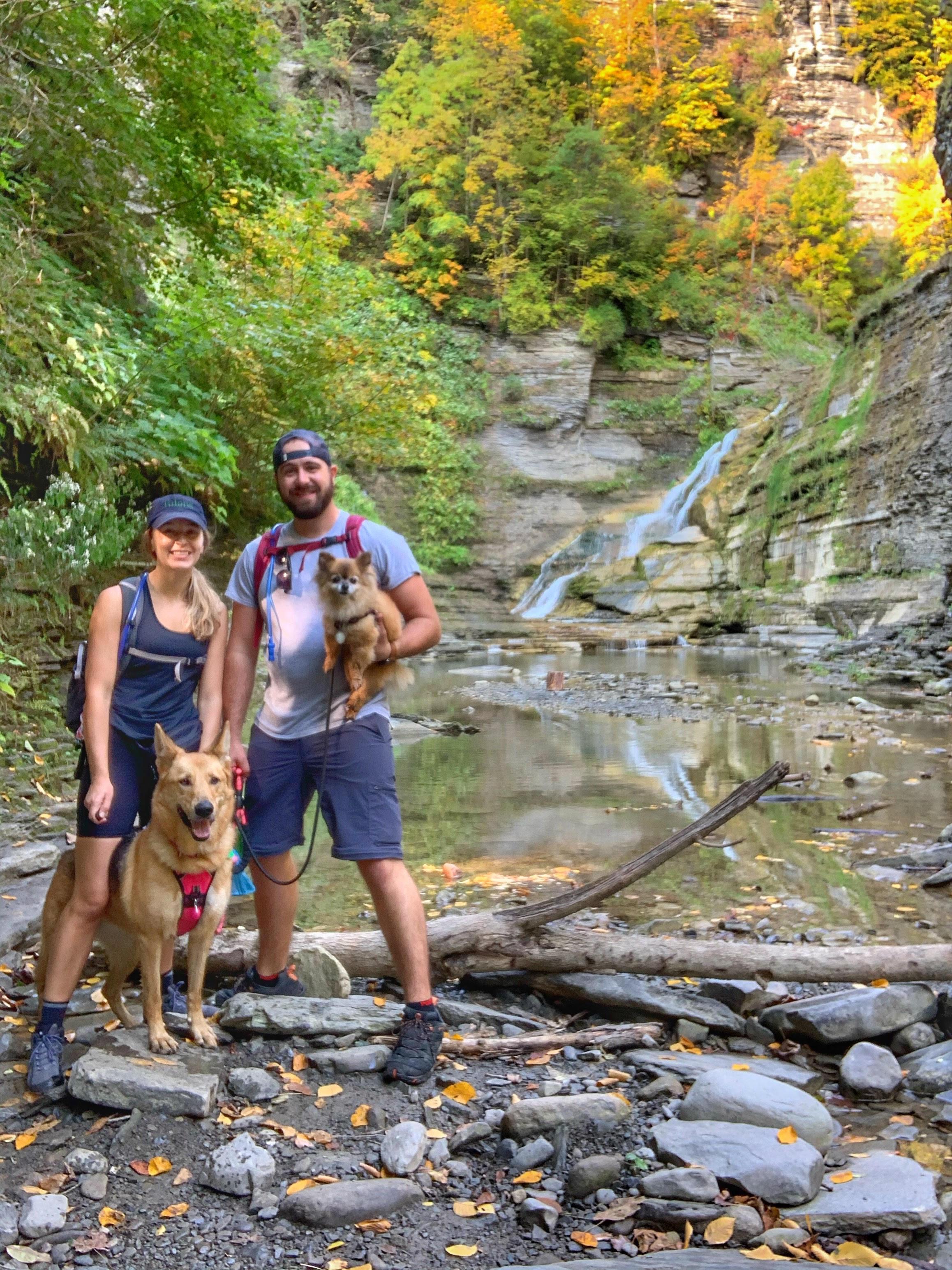 are dogs allowed in new york state parks