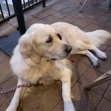 The Gooses Acre Irish Pub restaurant view 4