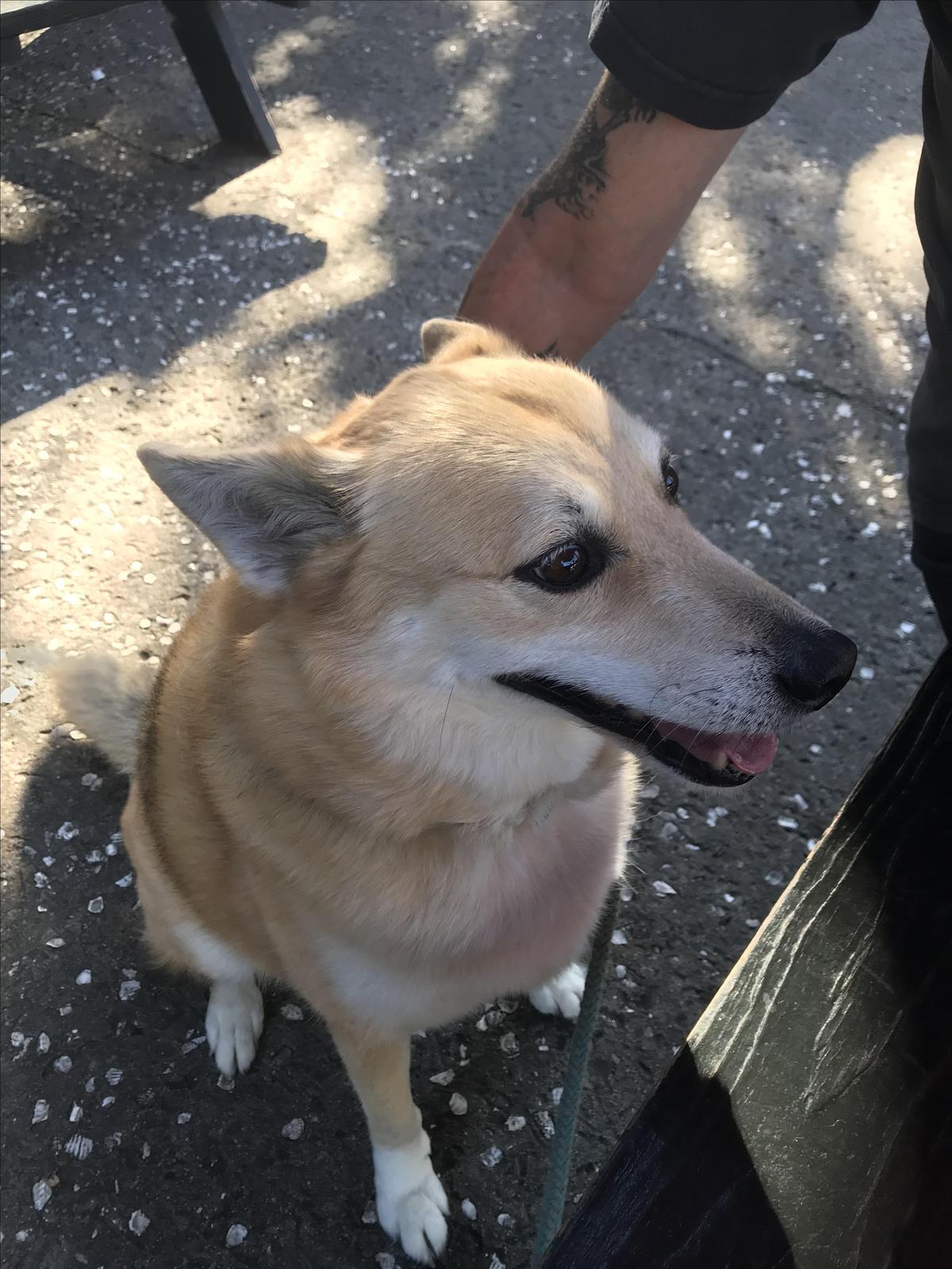 The Shelter Kitchen + Bar restaurant view 3