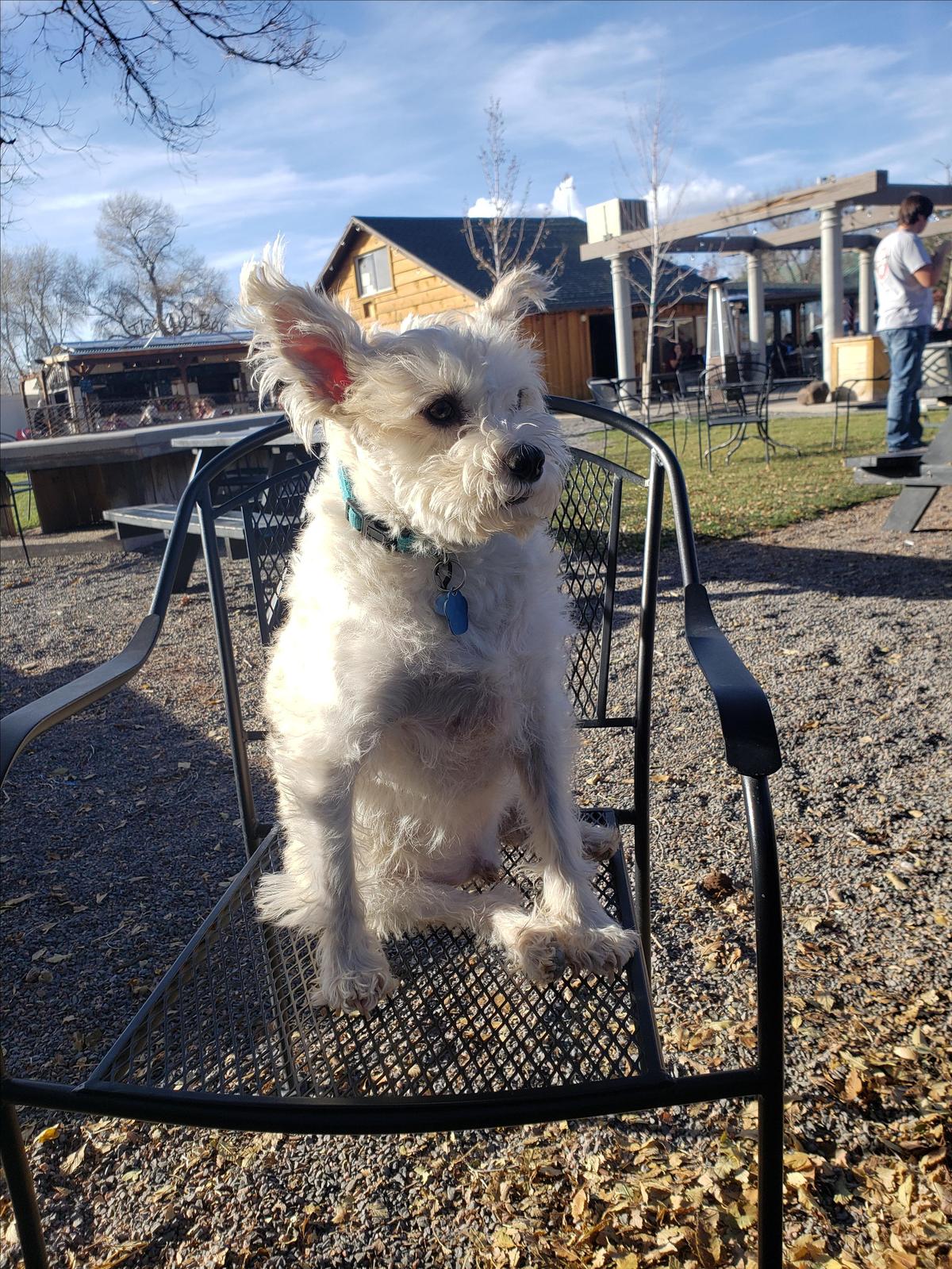 The House restaurant view 7