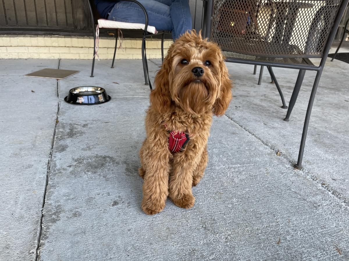 Castaways Bar and Grill restaurant view 3