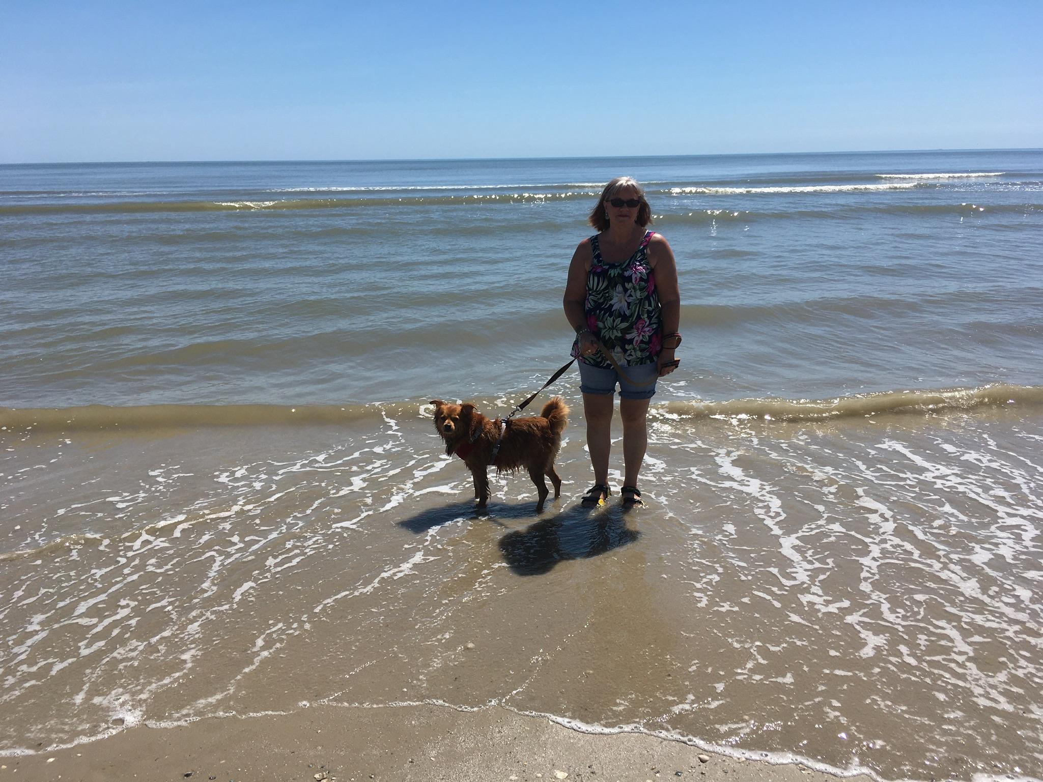 are dogs allowed on the beach in galveston