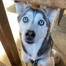 Grain Craft Bar + Kitchen restaurant view 10