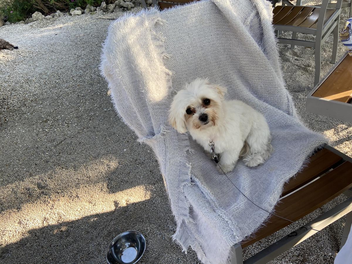 The Lighthouse Grill restaurant view 8