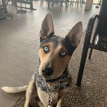 Red Zeppelin Pizza restaurant view 4