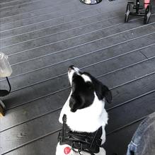 Tavern at Towne Lake restaurant view 2