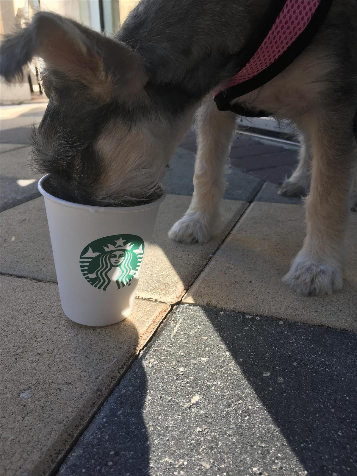 Image of Starbucks